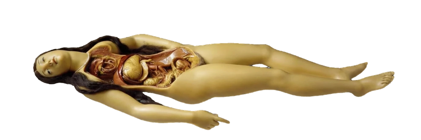 anatomical wax figure of venus de milo A transparent .png file of an anatomical wax figure found in the Museum of Natural History, La Specola; in Florence, Italy.